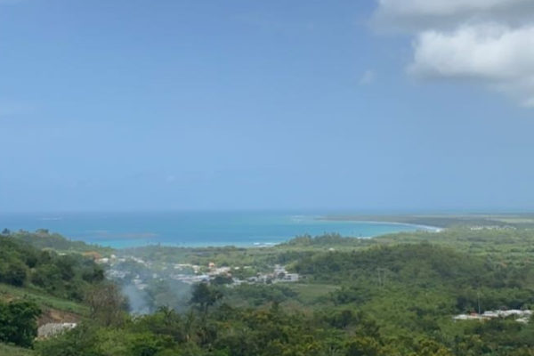 View from a forested hill of a small bayfront town, with the bay just visible under a blue sky