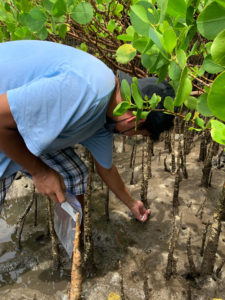A young man wearing a T-shirt, baseball cap, and shorts, and holding a Ziploc bag collects a sample of mud from a mangrove 