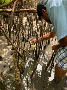 A young man wearing a T-shirt, baseball cap, and shorts, and holding a Ziploc bag collects a sample of mud from a mangrove